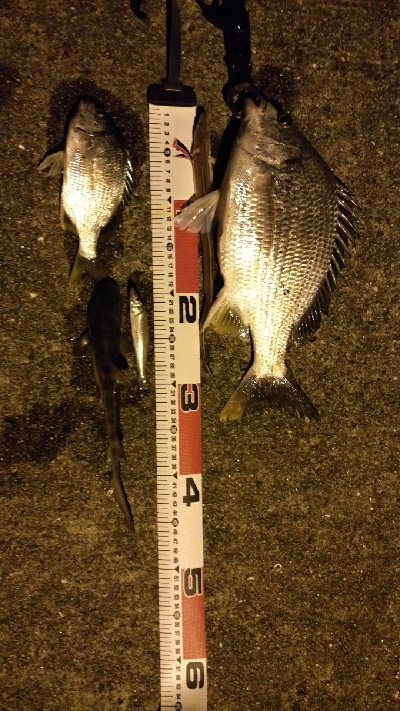 ぶっこみでチヌ、さめ、あなご等