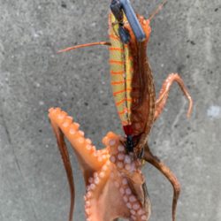 やっと、まともなタコ!