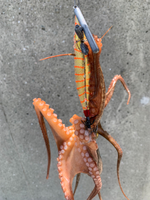 やっと、まともなタコ！