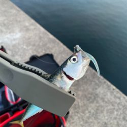 ライトゲームフィッシュ