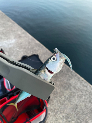 ライトゲームフィッシュ