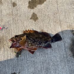 ノマセで高級魚!