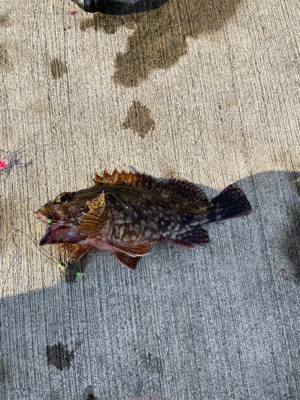 ノマセで高級魚!