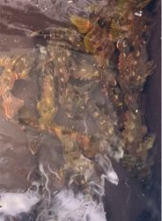 ベイトがいないので根魚釣り