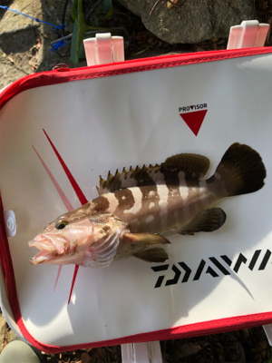 河口でエビ撒き釣り