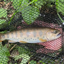初夏の渓流釣り