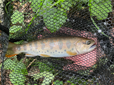 初夏の渓流釣り