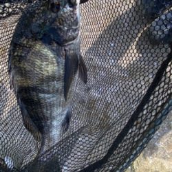 チニング 昼間は早巻が良い。