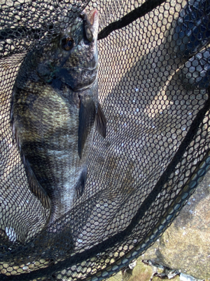 チニング 昼間は早巻が良い。