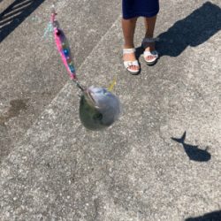 大潮の激流で青物