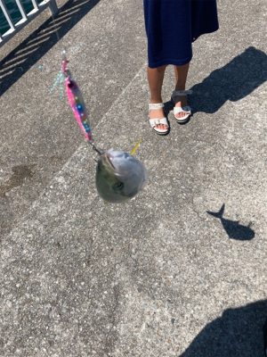 大潮の激流で青物