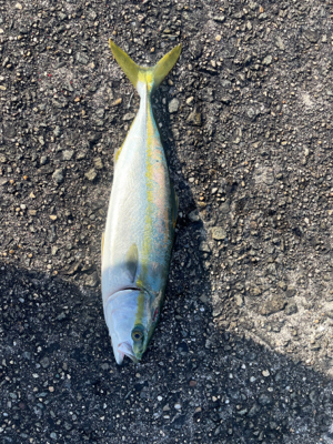 久しぶりの釣り