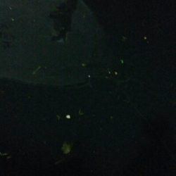 春？夏！　障泥烏賊1杯！