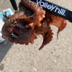 渋いですショアタコ！