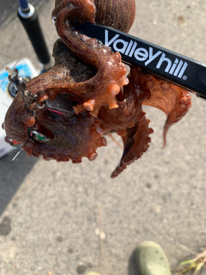 渋いですショアタコ！