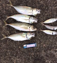 アジ良い方釣れたよー
