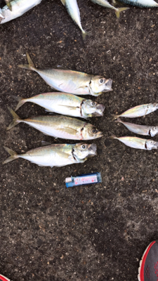 アジ良い方釣れたよー