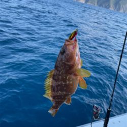 若狭湾でのSLJと小アジの泳がせ釣り