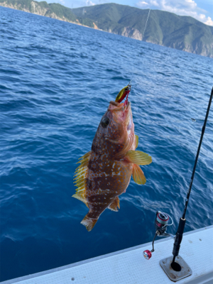 若狭湾でのSLJと小アジの泳がせ釣り