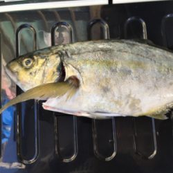 炎天下の海上釣り堀