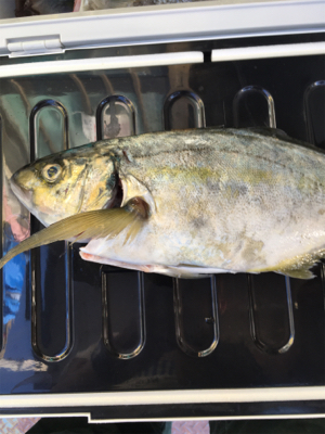 炎天下の海上釣り堀