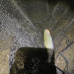 黒保根渓流フィッシング