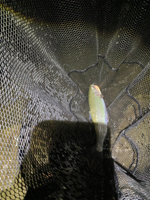 黒保根渓流フィッシング