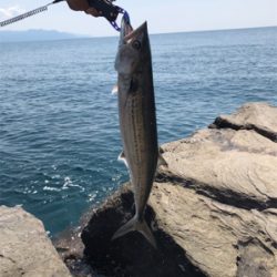 サゴシ釣果