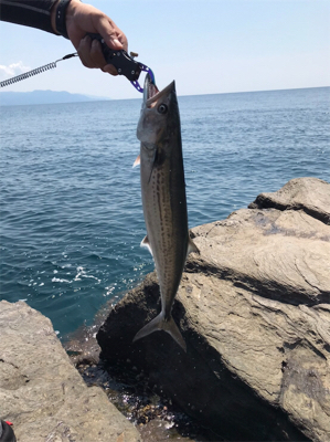サゴシ釣果