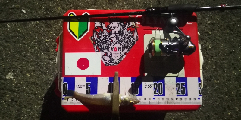 アジング練習　310