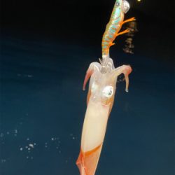 月夜のイカメタル