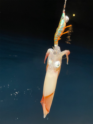 月夜のイカメタル