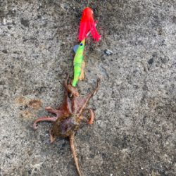 ⭐︎試行錯誤しながら