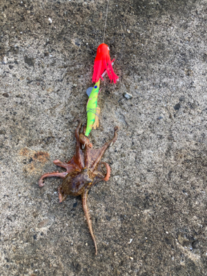 ⭐︎試行錯誤しながら