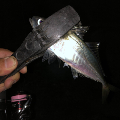 2021 佐渡ヶ島ライトゲーム