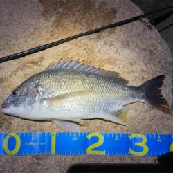 淀川ブリームゲーム