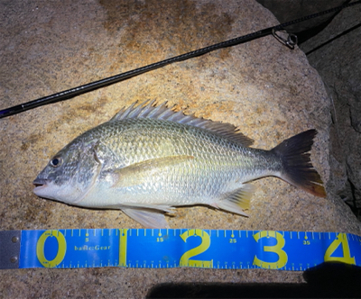 淀川ブリームゲーム