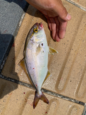 今日もマリーナシティは高活性