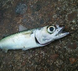 『釣りデビュー(^.^)』207