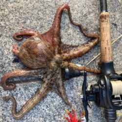 2日ぶり湾奥コスモへ蛸散歩。。3杯。