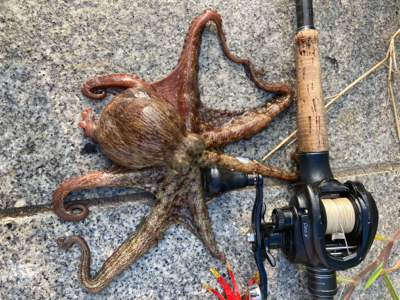 2日ぶり湾奥コスモへ蛸散歩。。3杯。