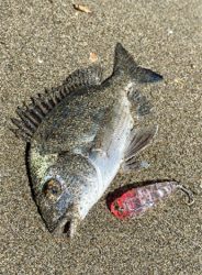 チヌシーズン到来！