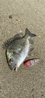 チヌシーズン到来！