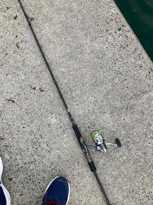 ヤマトカマス爆釣