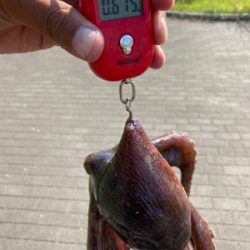 鋼の心燃やし蛸マラソン。615グラム。。