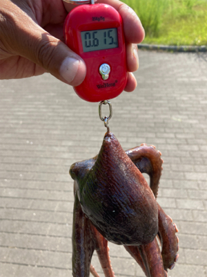 鋼の心燃やし蛸マラソン。615グラム。。