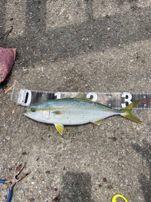 ショアジギング