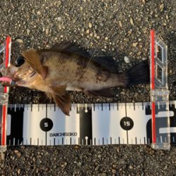 真夏のロックフィッシュゲーム