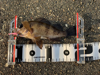 真夏のロックフィッシュゲーム