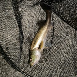 アジングナイト